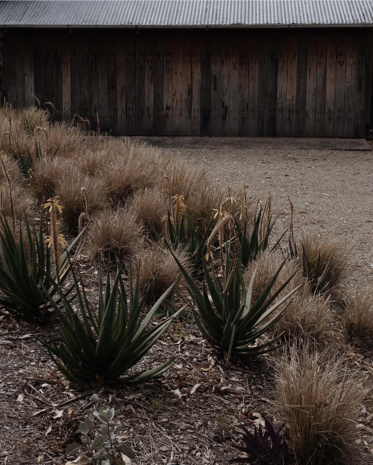 Aloes and native grasses at The Perch, Bangalow